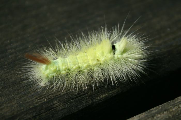 Un curioso incontro, chi ? - Calliteara pudibunda (larva)